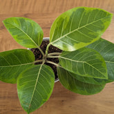 Ficus altissima, with 5.5 inches white decor pot